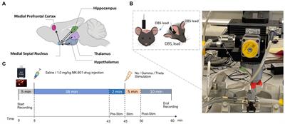 Theta-frequency medial septal nucleus deep brain stimulation increases neurovascular activity in MK-801-treated mice
